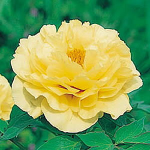 牡丹 黄冠 豪華多弁咲き 6号鉢(直径18cm)2〜3年物のサムネイル