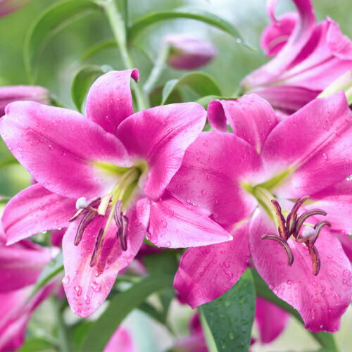 オリエンタルリリー パープルカサブランカ ロビーナ 5球パック 全国送料無料・他品同梱可 ゆり ユリ ...