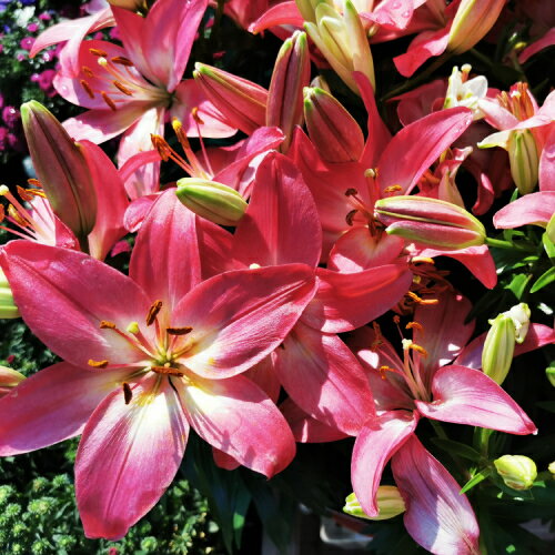 オリエンタルリリー テーブルダンス 芽出し苗 (1球植込み) 6号鉢（直径18cm） 1個 ゆり ユリ 百合 春咲き イングリッシュガーデンのサムネイル