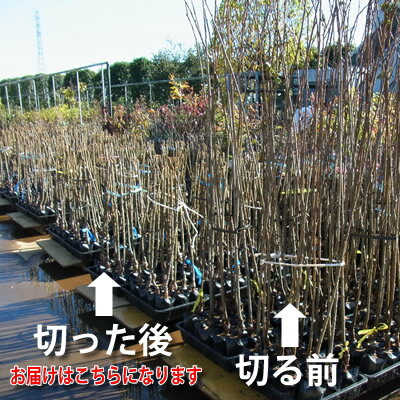 家庭樹落葉高木ライラック 白花 4.5号(直径...の紹介画像2