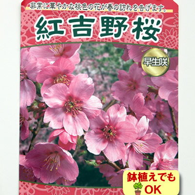 家庭樹・新苗落葉高木 桜 サクラ 紅吉野桜 4.5号 13.5cm ポット