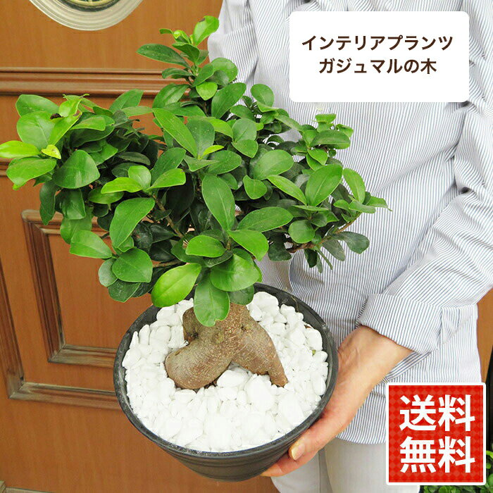 ガジュマル 観葉植物 インテリア ダンディなガジュマル (カジュマルの木) 鉢植え 黒い鉢（白砂利付き）植え替え不要 7号鉢 常緑樹 がじゅまる 幸福の木 お祝い