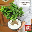 観葉植物 インテリア ダンディなガジュマル (カジュマルの木) 鉢植え 黒い鉢(白砂利付き)植え替え不要 7号鉢 常緑樹 がじゅまる 幸福の木 お祝い 敬老の日