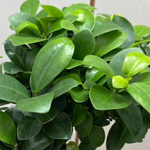 ガジュマル 5号吊り鉢（直径15cm） ハンギング 観葉植物 グリーン インテリア ギフト 吊り下げ