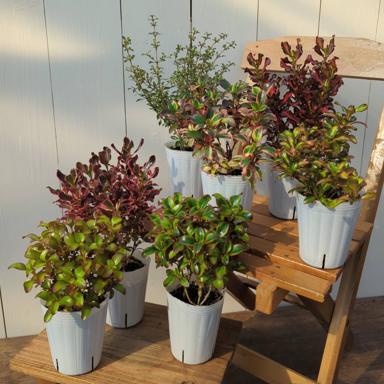 イングの森 花の鉢植え コプロスマ 選べる7種類　2.5号（直径7.5cmポット）1株 観葉植物