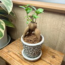 ミニガジュマル セメント鉢植え 直径9cm 受け皿付き 植え替え不要 カルナック 観葉植物 インテリア 常緑樹 がじゅまる 幸福の木 お祝い ガジュマル プレゼ...