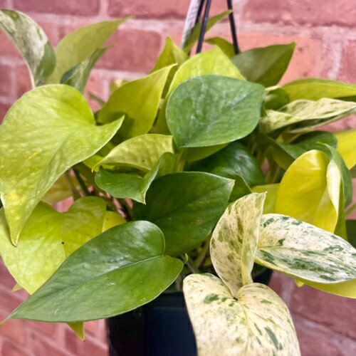 観葉植物ポトスマーブルライムマーブ...