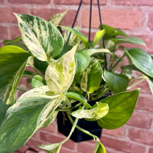 観葉植物ポトスあいマーブルクィーン...