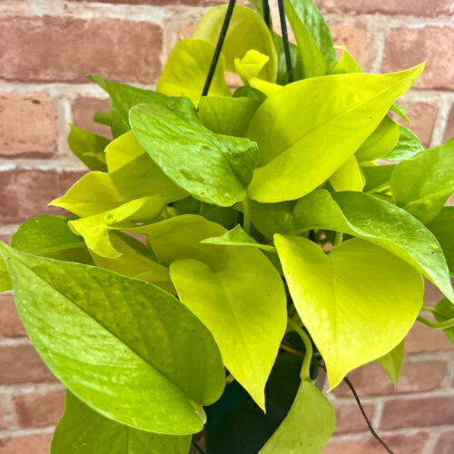 観葉植物ポトスあいライム5号吊鉢吊...