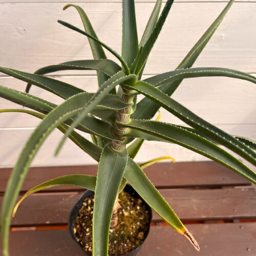 Other - アロエ　ストリアツラ (Aloe striatula) 4号 (直径12cm) ロングポット苗 1個 耐寒性 木立アロエ 多肉植物 観葉植物 ドライガーデン ロックガーデン レア 原種 庭植え