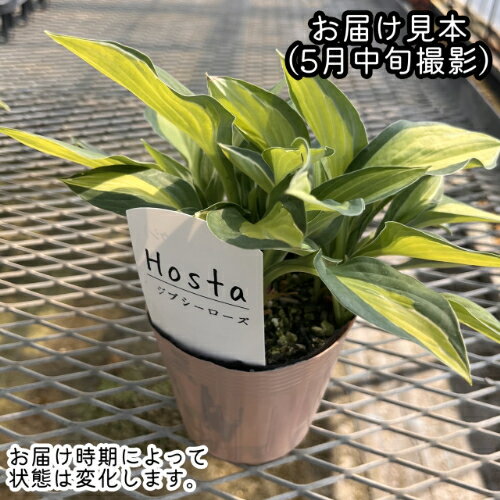 ホスタ (ギボウシ) ジプシーローズ 3.5号（直径10.5cm）ポット苗　1株 多年性 シェ...