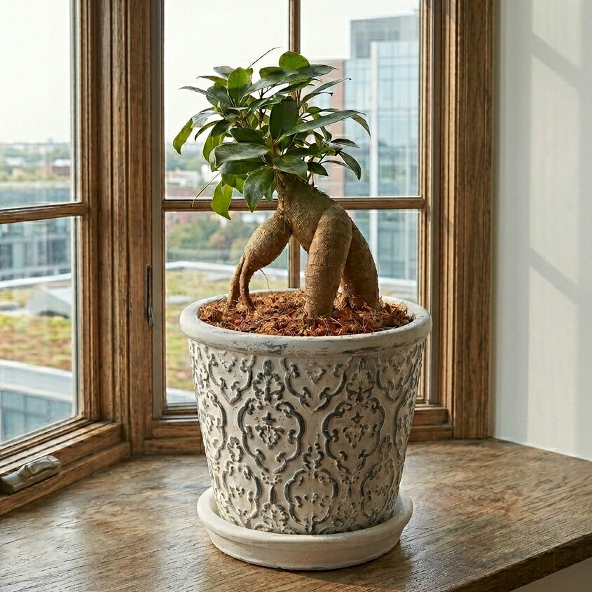 乐天商城 - ガジュマル セメント鉢植え 直径12cm 受け皿付き 植え替え不要 カルナック 観葉植物 インテリア 常緑樹 がじゅまる 幸福の木 お祝い ガジュマル プレゼント 敬老の日 4号鉢