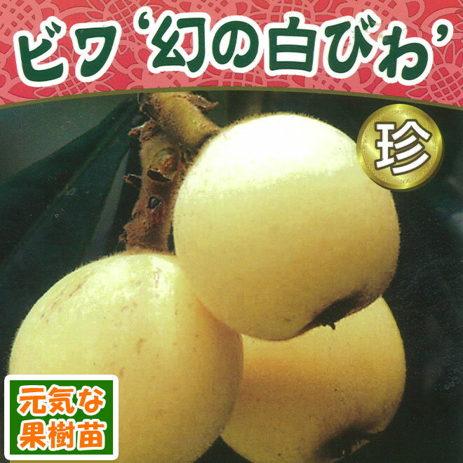 果樹苗ビワ　幻の白びわ 4.5号（直径13.5cm）ポット苗のサムネイル