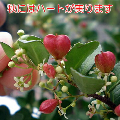 ハートツリーの育て方 上手に実をつけるコツや挿し木での増やし方 Botanica