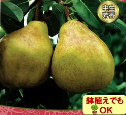 果樹苗落葉中高木 ナシ ( 梨 ) ラ・フランス 4.5号(直径13.5cm)ポット