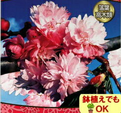 家庭樹 落葉高木 桜 ( サクラ ) 兼六園菊桜 4.5号(13.5cm)ポットのサムネイル
