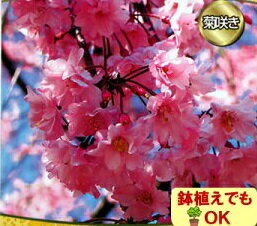 落葉高木 桜 ( サクラ ) 紅花しだれ桜 接ぎ木一年生4.5号(13.5cm)ポット苗