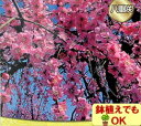 家庭樹花梅 ピンクしだれ花梅4.5号(直径13.5cm)ポット 家庭樹花梅 ピンクしだれ花梅4.5号(直径13.5cm)ポット
