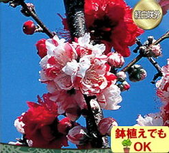 家庭樹落葉高木 ハナモモ ( 花桃 ) 咲き分け源平 4.5号(直径13.5cm)ポット