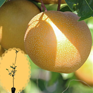 果樹苗 なし 苗木 和梨大放出セール 3年〜4年物 7号(径21cm) ポット苗 果樹苗木 ナシ 落葉樹他品同梱不可の単独発送品