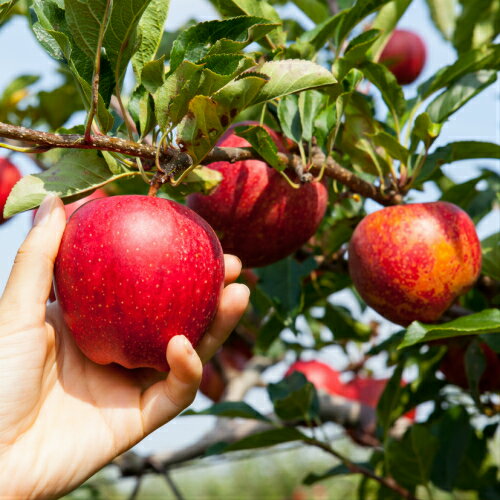 果樹苗 林檎 苗木 りんご大放出セール　ぐんま名月3年～4年物　7号(直径21cmポット苗) 果樹苗木 落葉樹 林檎 リンゴ 苗 他品同梱不可の単独発送品