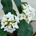 沈丁花(ジンチョウゲ)　白花 4号鉢（直径12cm） 香り シンボルツリー 半日陰 シェードガーデン