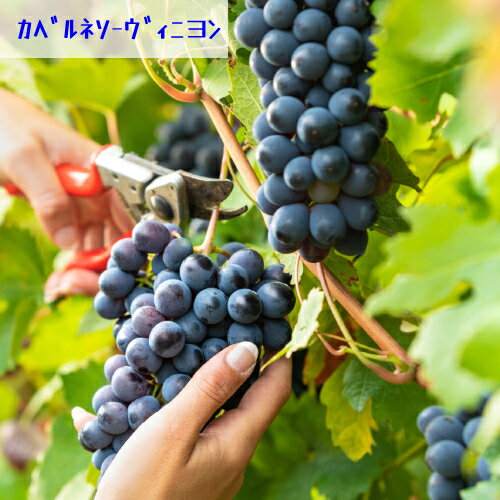 果樹苗 ブドウ 苗木 ワインブドウ（ワイン葡萄) カベルネソーヴィニヨン、シャルドネ、メルロー の3種類から選んでね 4号ポット