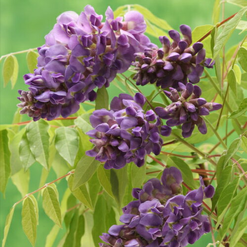 藤 アメリカフジ アメジストフォール 3.5号(10.5cm)ポット苗 限定特価 挿し木1年生苗のサムネイル