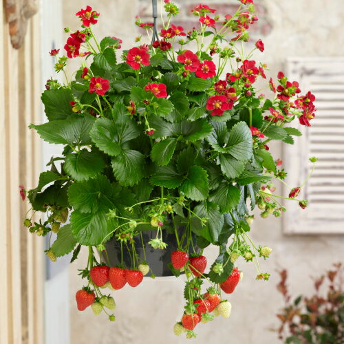 イチゴ ( いちご ) ルビーアン 3号（直径9cm）ポット苗1個 四季なり いちご 苗のサムネイル