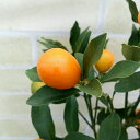 果樹苗　柑橘類　苗木キンカン・きんかん(金柑)実付き　6号鉢（直径18cm）常緑低木