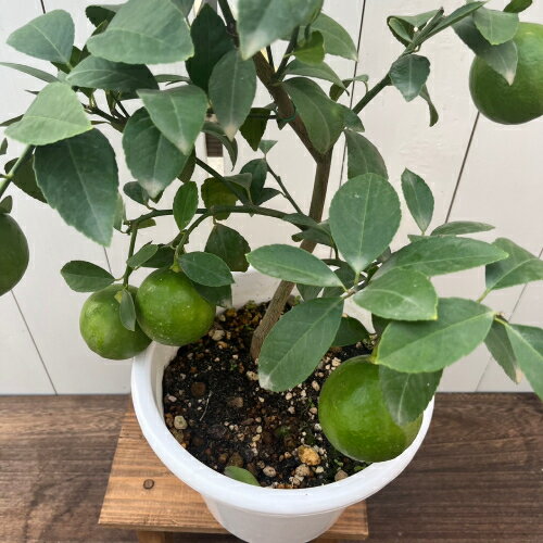 実付き　マイヤーレモン7号(直径21cm) ポット苗　ベランダでも果樹園 果樹苗 柑橘系　苗木のサムネイル