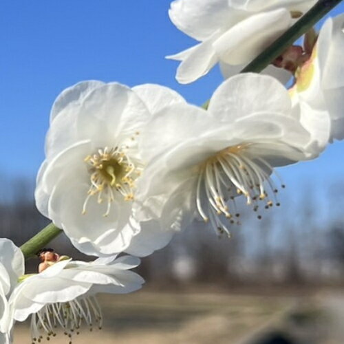 イングの森 花の鉢植え 家庭樹 花梅苗 白花しだれ梅 接木苗 4.5号 (直径13.5cm) ポット苗 花木苗木 落葉樹