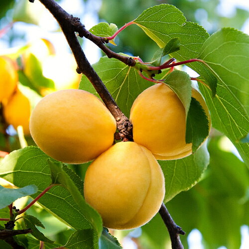 果樹苗 あんず 苗木 あんず 新潟大実 （中生品種） 4.5号(直径13.5cm)ポット 果樹苗木 落葉樹 鉢植え ..