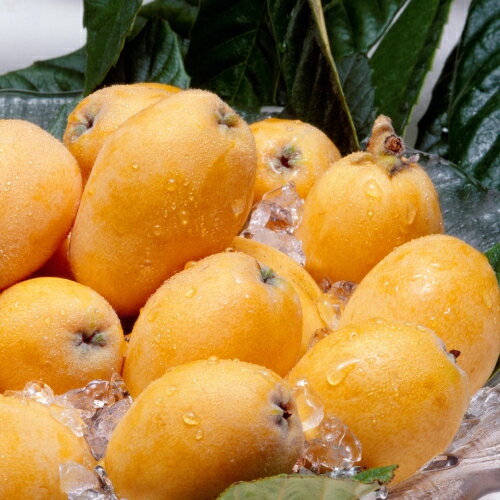 ̼ ӥ ʤӤǡ ڤӤ 4.5 (ľ13.5cm) ݥå ̼ м 