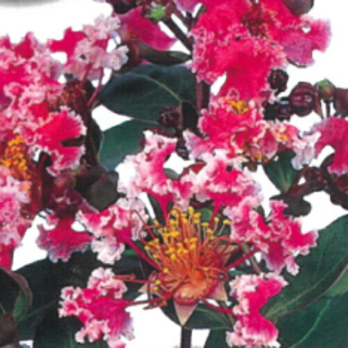 サルスベリペパーミントレース夏祭り...