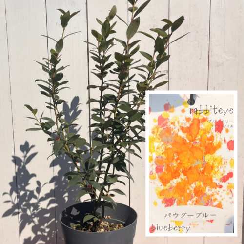 ̼ ֥롼٥꡼  ѥ֥롼 6ȭ (ľ18cm)ӥåȥ ̼ ռ