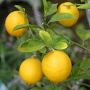 果樹苗 柑橘 レモン 苗木 レモンの木 ビアフランカ4.5号(直径13.5cm)果樹苗木 柑橘類 常緑樹