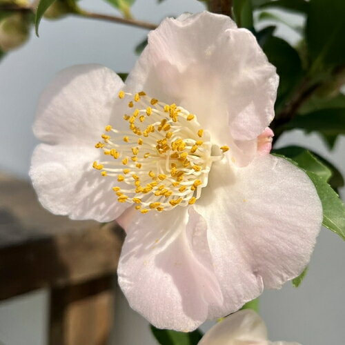 イングの森 花の鉢植え 香り椿(ツバキ) 軟風 4.5号鉢 白　シンボルツリー　匂い椿