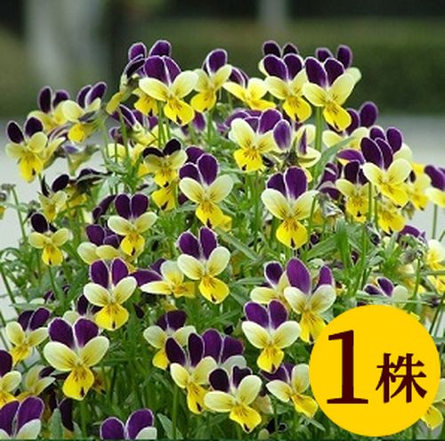 ビオラ プチプチパープルウイング 花ろまん フリルシリーズポット苗　1個 パンジー ビオラ 苗 イングリッシュガーデン 寄せ植えのサムネイル