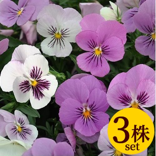 ビオラきまぐれロージー色変わりプラスノベルポット苗3個セット パンジー ビオラ 苗 イングリッシュガーデン 寄せ植えのサムネイル