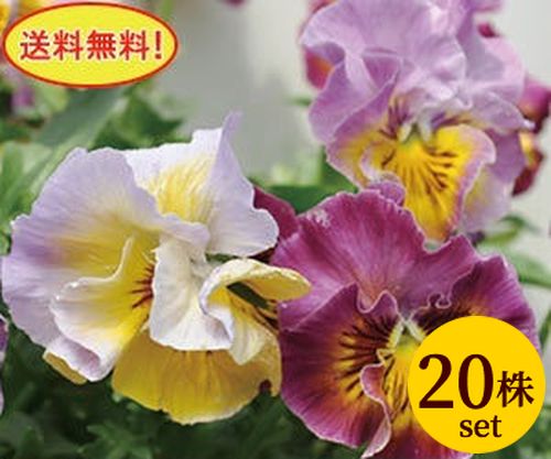 パンジーシャロン・ド・ヒロコ花ろまん フリルシリーズポット苗20個セット送料無料 パンジー ビオラ 苗 イングリッシュガーデン 寄せ植えのサムネイル