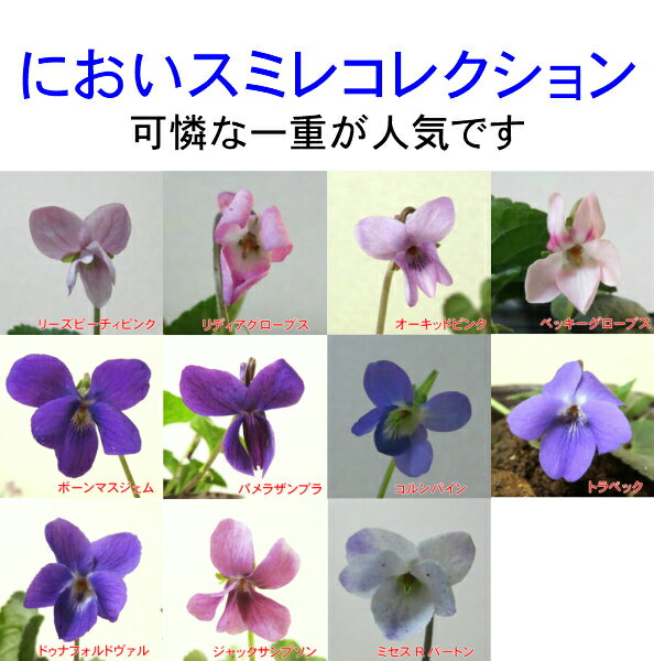 ニオイスミレ(においすみれ) 一重咲き コレクション　1株香り フレグランス ガーデニング 花...
