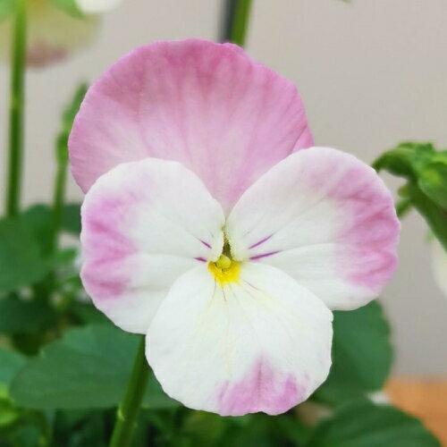 見元ビオラ 春るるる 3.5号（直径10.5cm）ポット苗 1株 見元園芸さんのオリジナルビオラ 花苗 ビオラ 苗　ミモトのサムネイル