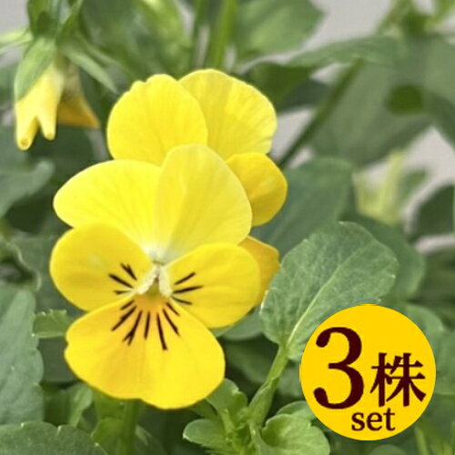 横にはう様に広がる「ふっくらビオラ」シリーズ。 花壇や大鉢に植えるとどんどん広がります。 生育初期から株がふっくら生育します。 秋から晩春まで無数の花を開花させ、元気に育ちますよ。 ■タイプ：ふっくらこんもり ■花径：2.5〜3cm前後 ■一年草 ■草丈：10〜20cm前後 ■開花：10月〜翌年5月 ■お届け時状態：9〜10.5cmサイズポット ■栽培説明書付き 同じ品種の複数セットになると1個当たりがお安くなります。10個、20個セットは送料無料！ ★1株単位でバラエティーに揃えたい場合は1個ずつ選べるこちらをクリック ★3個セットはこちらをクリック ★10個セットは送料無料。こちらをクリック ★20個セットは送料無料。こちらをクリック 自社生産で使用している土です。 幼苗の場合最初から肥料分が多いと良くないので 肥料成分は初期成育に必要な最小限にとどめていますので、 適宜肥料を与えて下さいね。 ■ 軽くて便利な各種プランターは こちら ■ オススメの肥料は こちら
