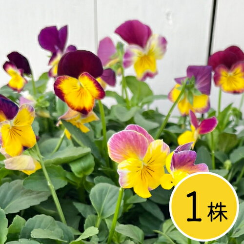 ビオラ 花ろまんシリーズ　甘いくちづけ ポット苗　1個 ホルモン剤不使用栽培品 パンジー ビオラ すみれ 苗 寄せ植えのサムネイル