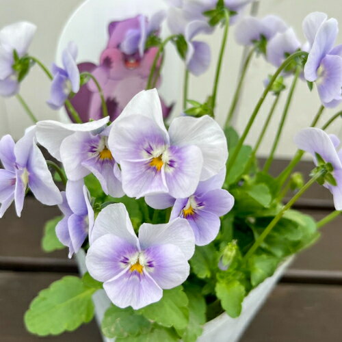 ʤγΤֲ󥤥󥰤ο㤨ָӥ 褯Фץ 3.5ľ10.5cm˥ݥå 1 ݤΥꥸʥӥ  ӥ ġߥȡפβǤʤ698ߤˤʤޤ