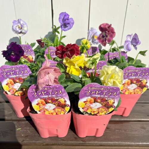 パンジー フリル咲き ファビュラス 復活した伝説の八重咲き ポット苗 1個 色おまかせ パンジー ビオラ すみれ 苗 寄せ植えのサムネイル