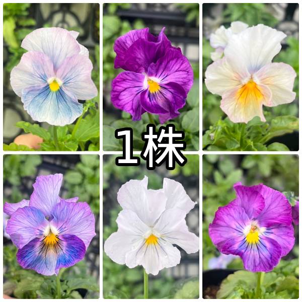 �ӥ��� �����ε��� �֤��ޤ� �ե�륷�꡼�� �ݥå��ġ�1�� �ѥ󥸡� �ӥ��� �� ���󥰥�å��奬���ǥ� �󤻿���