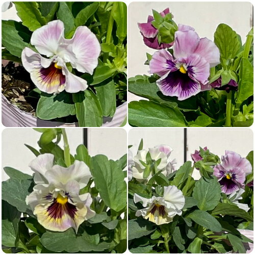 フリル咲きパンジー ファルダ 3.5号（直径10.5cm）ポット苗 1個 色おまかせ　花日和オリジナル　 パンジー ビオラ すみれ 苗 寄せ植えのサムネイル