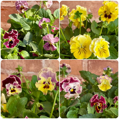 フリル咲きビオラ ソワレシリーズ アデール/アリス/イザベラ/シャルロット 3.5号（直径10.5cm）ポット苗 1個 色おまかせ パンジー ビオラ フリンジビオラ すみれ 苗 寄せ植えのサムネイル